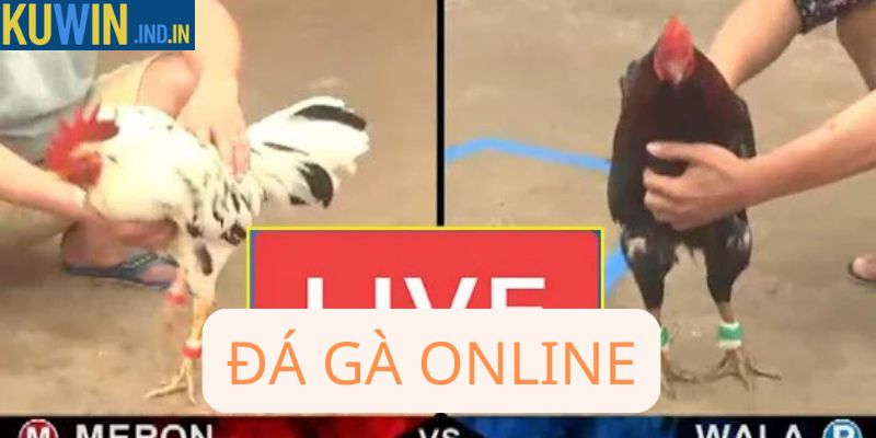 Đá gà online